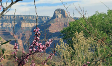 USA-Arizona-Grand Canyon Rim-to-Rim Hiker